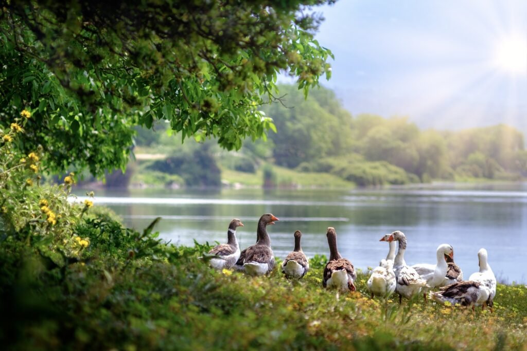 Tupper Lake: Scenic Trails and Wildlife