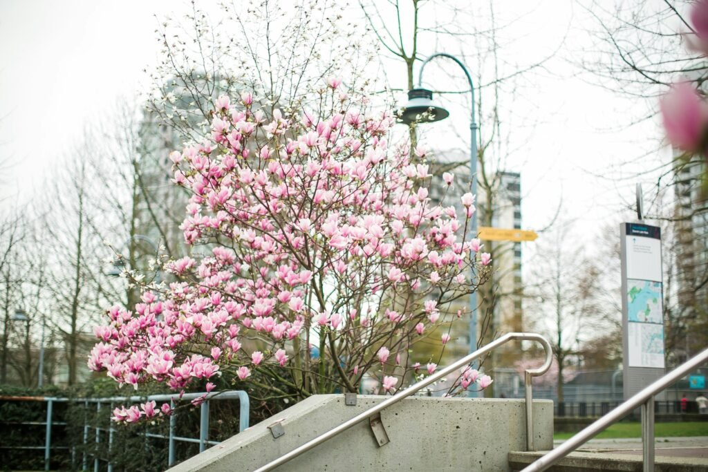 The High Line: Urban Blossoms