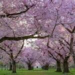 Places to See Cherry Blossoms in NYC